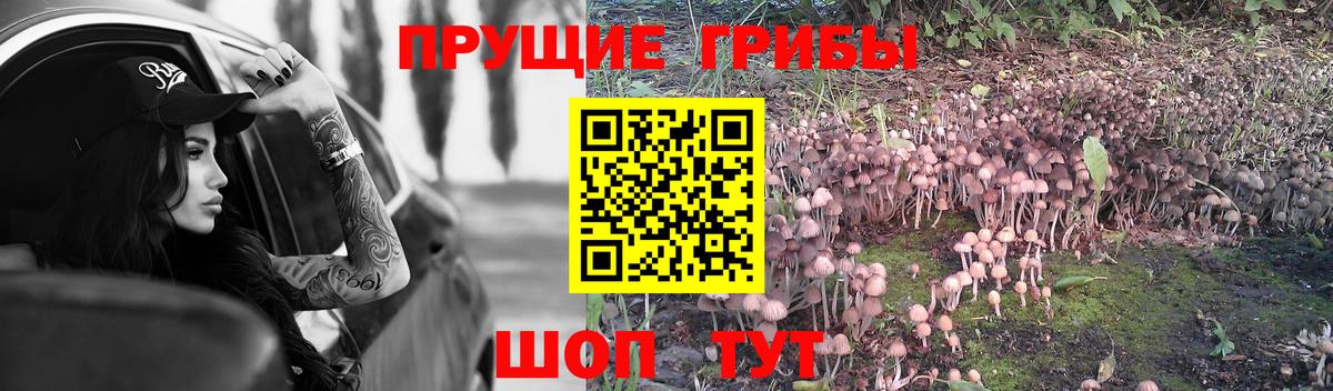 Королёв  Галлюциногенные грибы Cubensis  Вход с VPN 